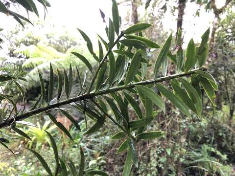 Image of Podocarpus oleifolius D. Don