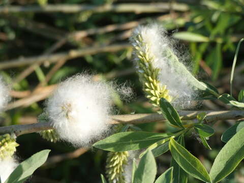 Imagem de Salix purpurea L.