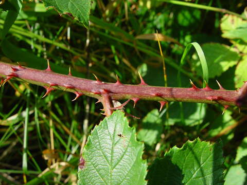 Plancia ëd Rubus silurum (Ley) W. C. R. Watson