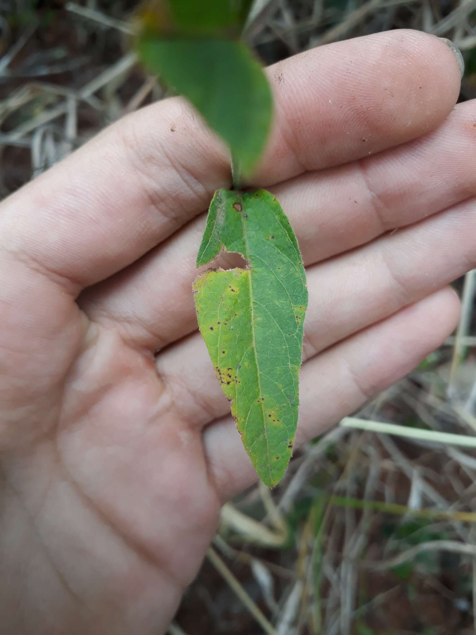 Image of Dalechampia caperonioides Baill.