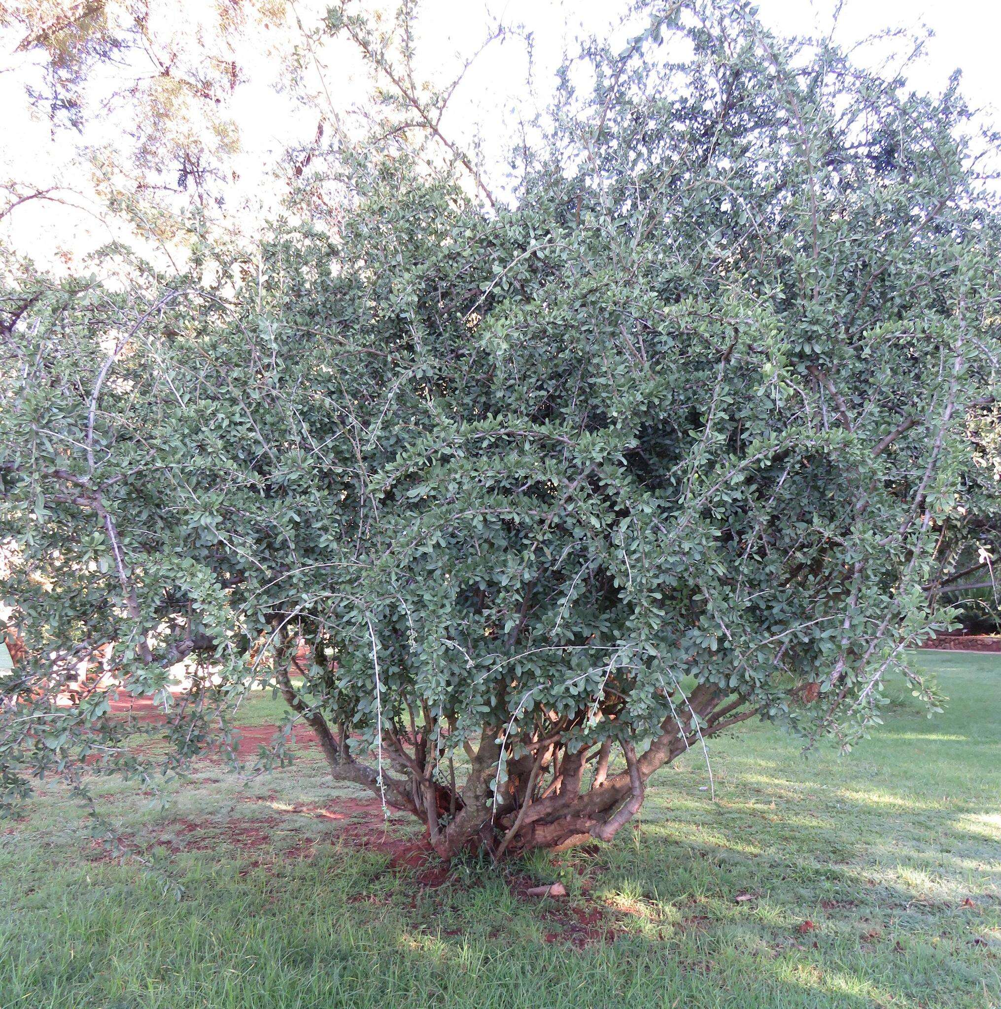 Image of Ehretia rigida subsp. nervifolia Retief & A. E. van Wyk