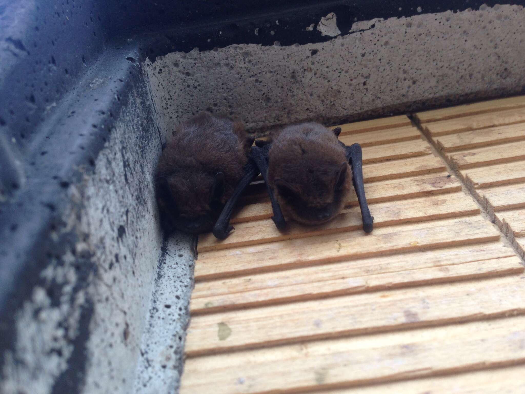 Image of Nathusius' Pipistrelle