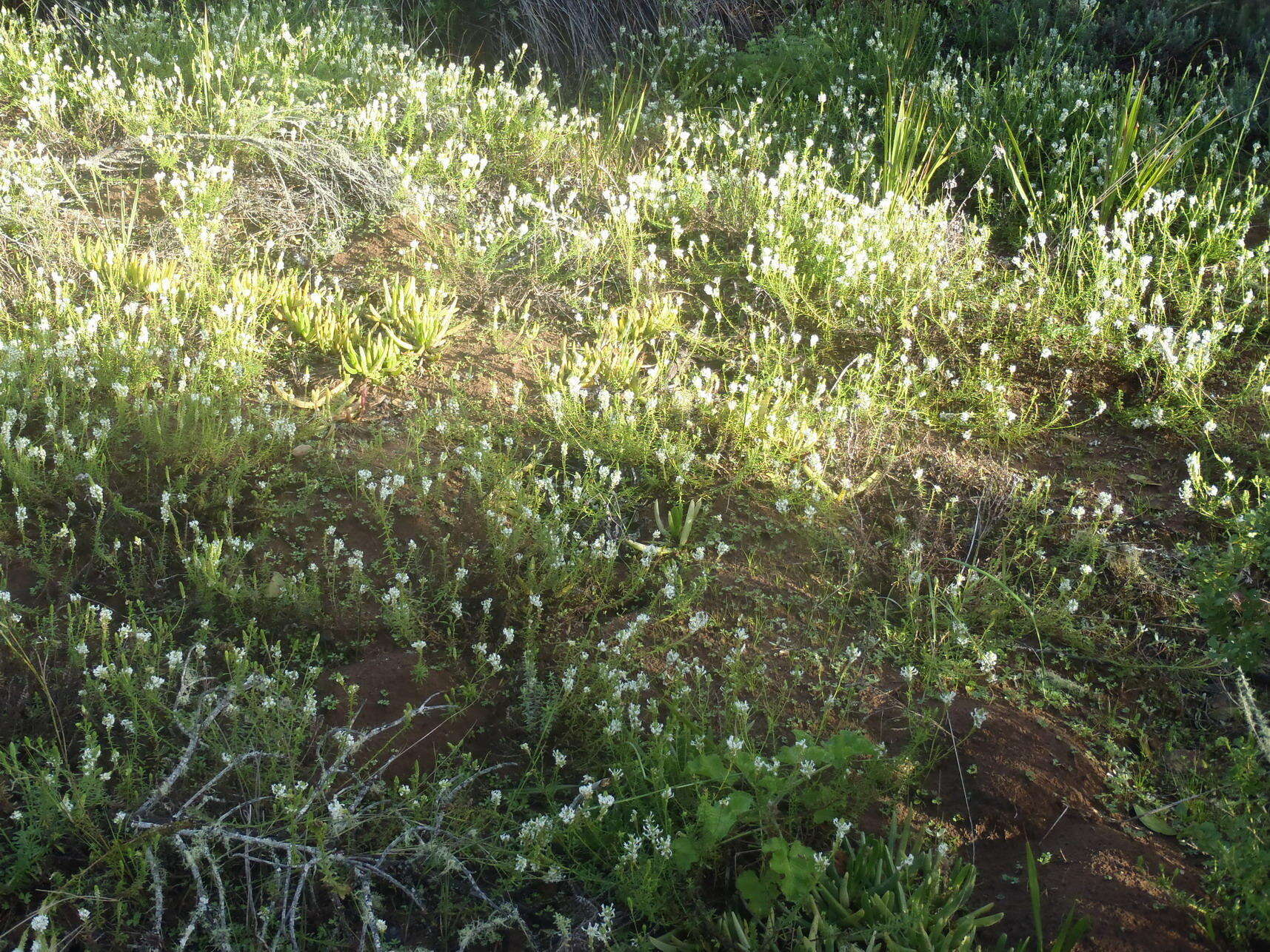 Image of Dischisma ciliatum subsp. erinoides (L. fil.) Rössl.