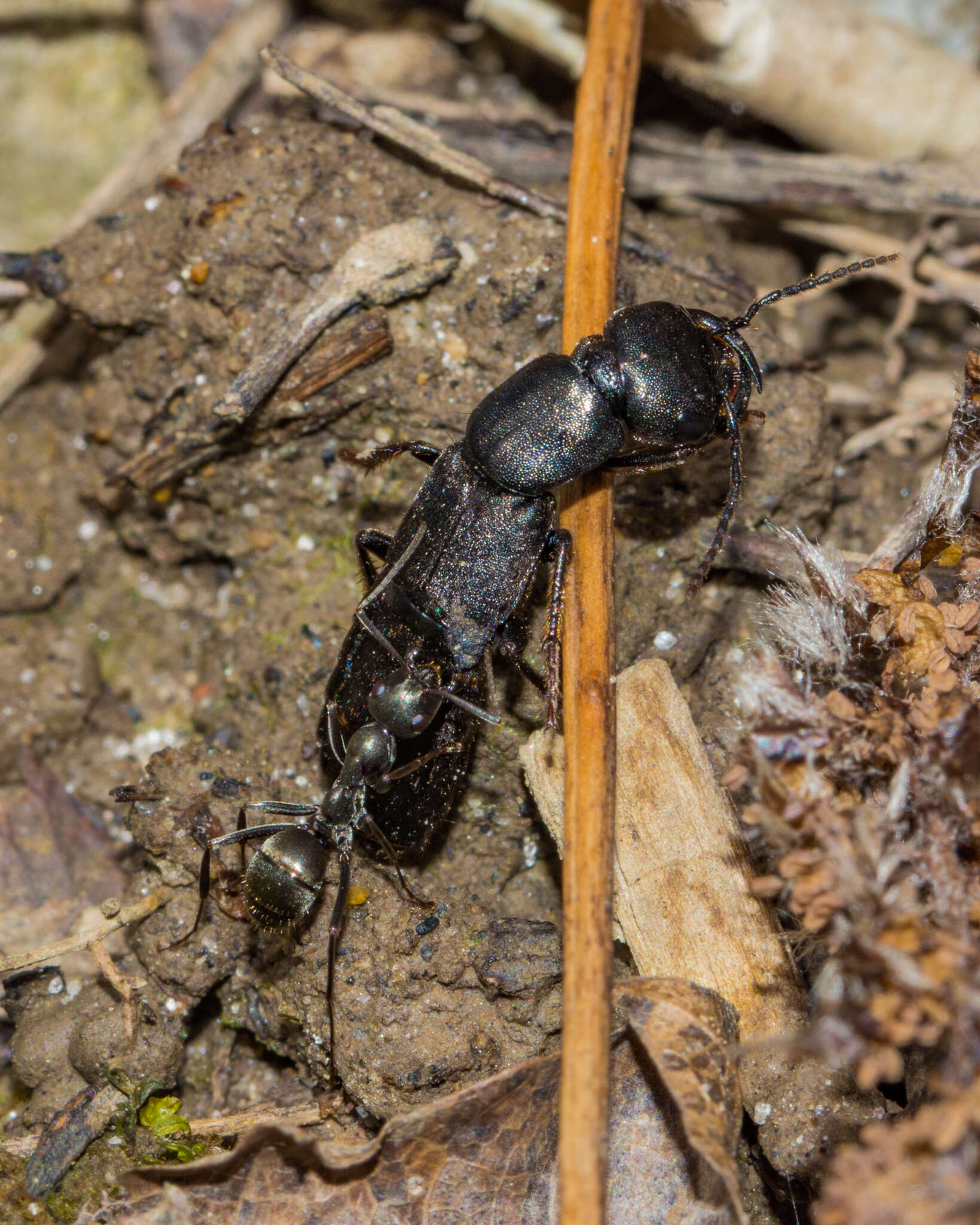 Tasgius (Rayacheila) melanarius (Heer 1839) resmi