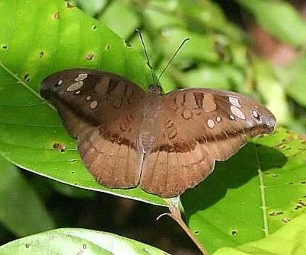 Слика од Tanaecia cocytus Fabricius 1787