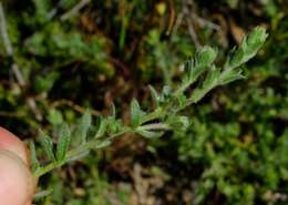 Image of Aspalathus heterophylla L. fil.