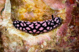 Image of Lumpy black and grey slug