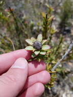 Plancia ëd Leucadendron coriaceum Philipps & Hutchinson