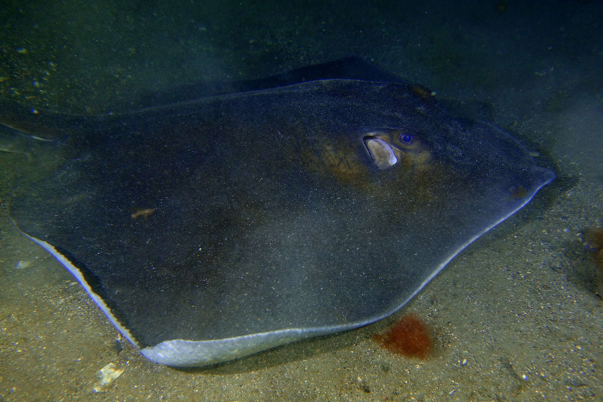 Image of Brown Stingray