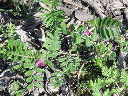 Imagem de Vicia sativa subsp. nigra (L.) Ehrh.