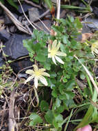 صورة Clematis forsteri J. F. Gmel.