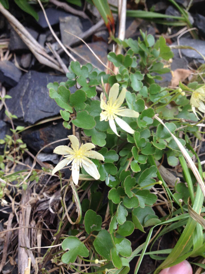 Image of Clematis forsteri J. F. Gmel.