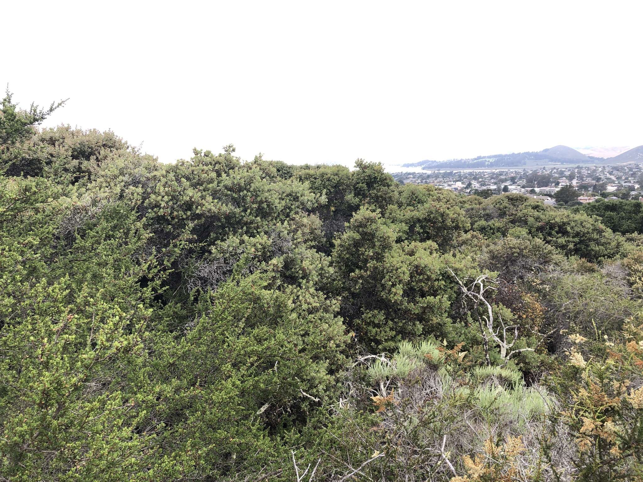 Plancia ëd Arctostaphylos morroensis Wiesl. & Schreiber