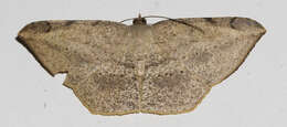 صورة Luxiaria phyllosaria Walker 1860