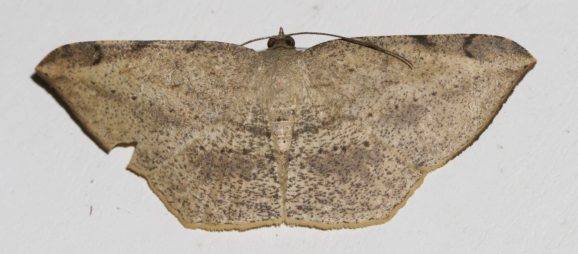 Image de Luxiaria phyllosaria Walker 1860