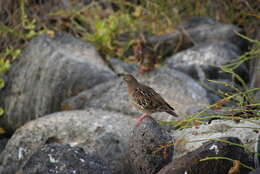 Imagem de Zenaida galapagoensis Gould 1841