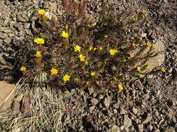 Image of Oedera acerosa (DC.) N. G. Bergh