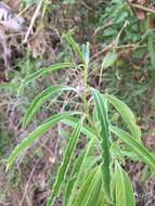 Imagem de Solanum glaucophyllum Desf.