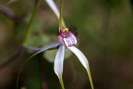 Image of Caladenia splendens Hopper & A. P. Br.