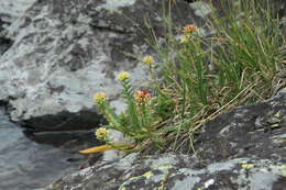 Image of Rhodiola algida (Ledeb.) Fisch. & C. A. Mey.