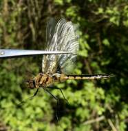 Image of eurasian baskettail