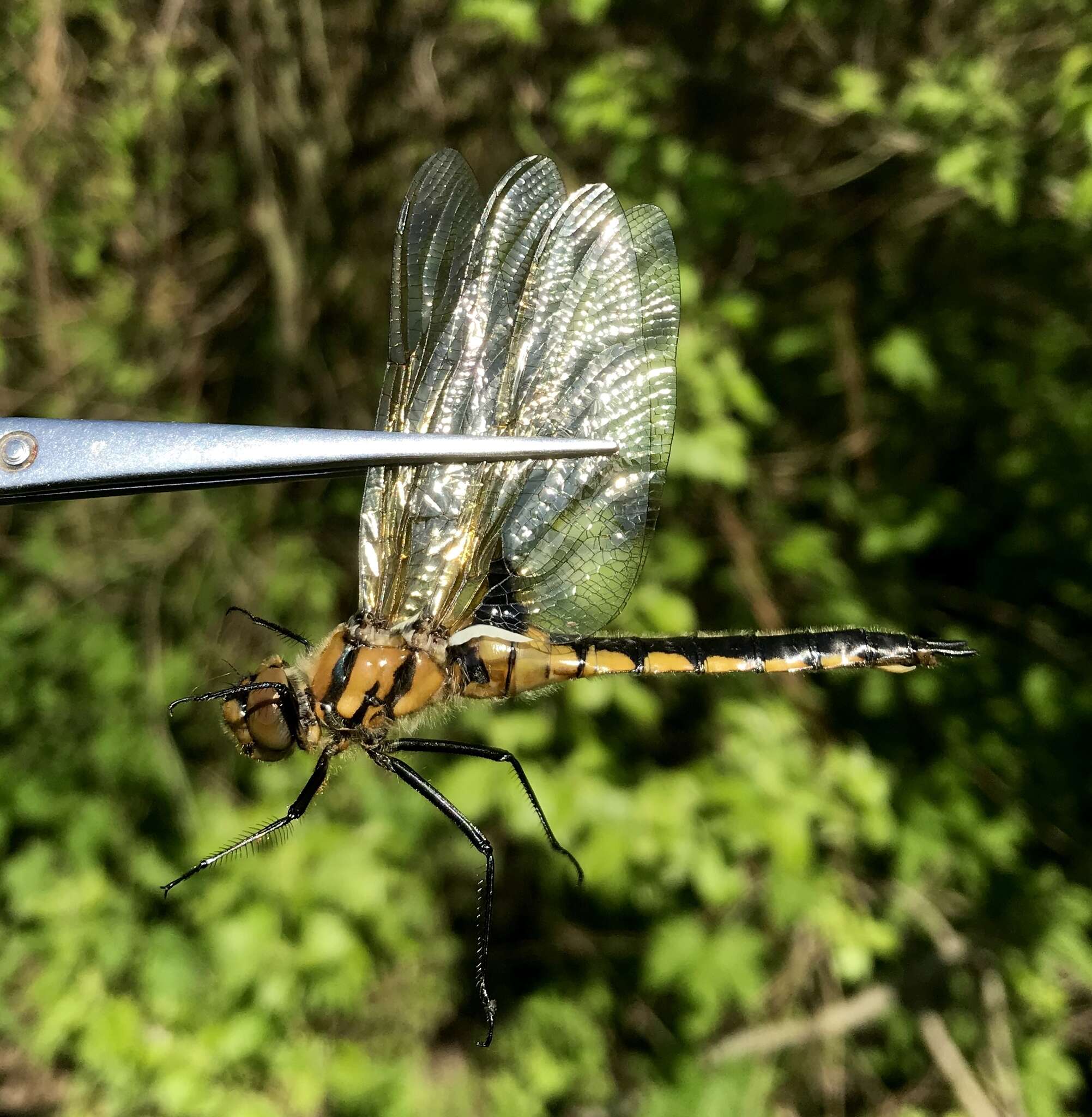 Image of eurasian baskettail