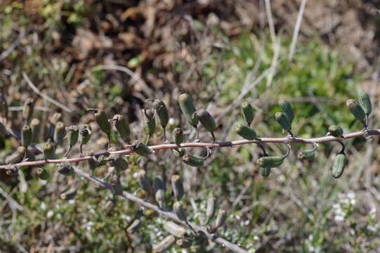 Image of Gasteria obliqua (Aiton) Duval