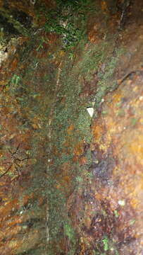 Image of ovate tetrodontium moss