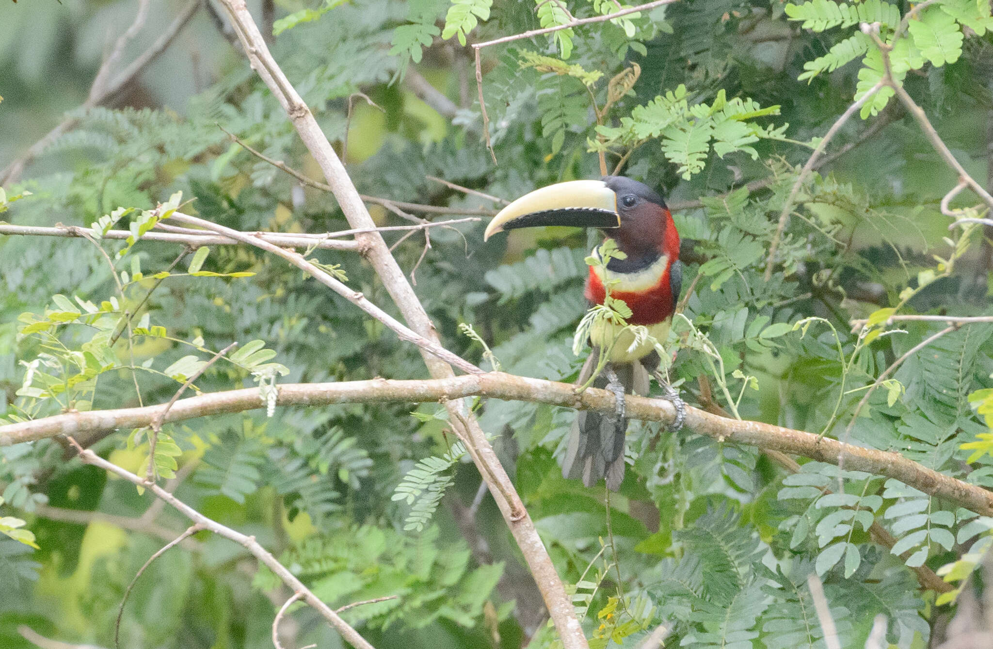 Imagem de Pteroglossus bitorquatus Vigors 1826