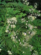 Sivun Thalictrum foliolosum DC. kuva