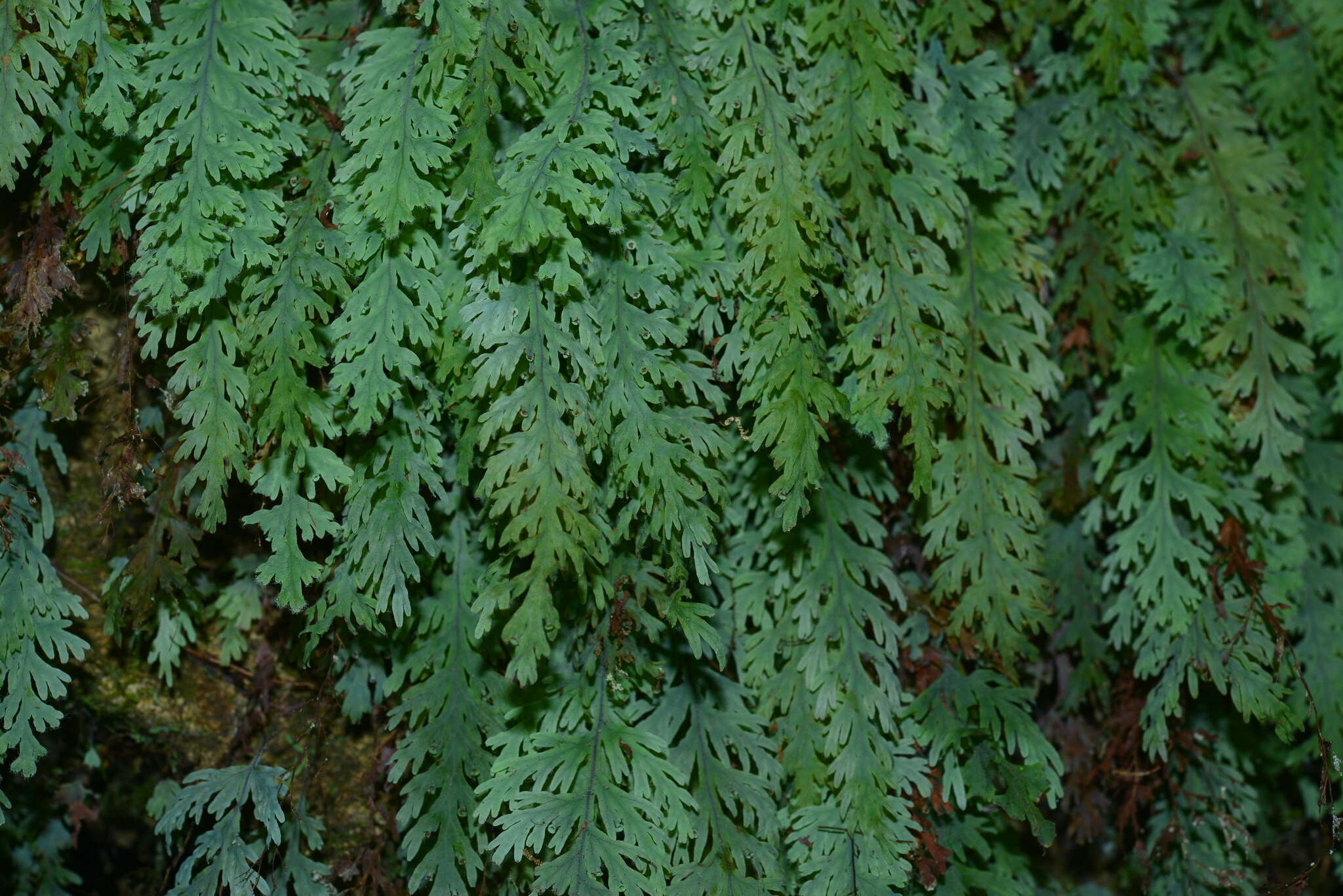 Imagem de Hymenophyllum acutum (C. Presl) Ebihara & K. Iwats.