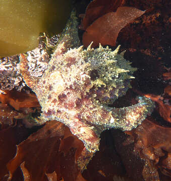 Image of East Pacific red octopus