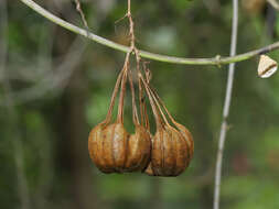 Image of Aristolochia acuminata Lam.