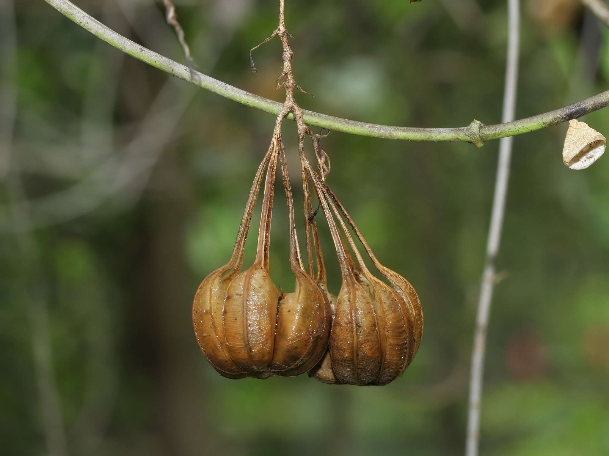 Image of Aristolochia acuminata Lam.