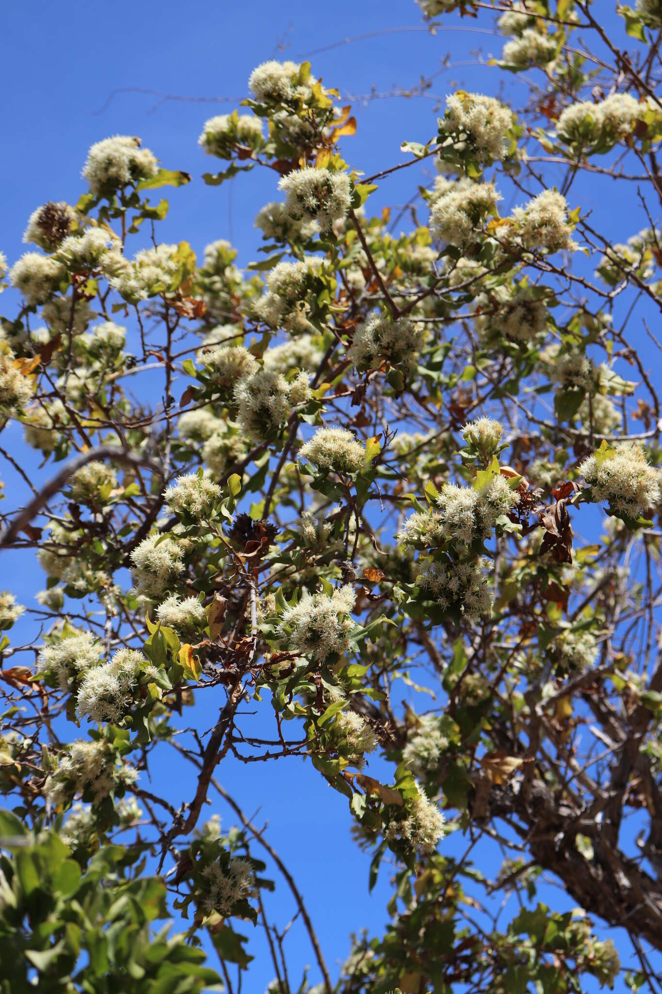 Image of Nahuatlea arborescens (Brandegee) V. A. Funk