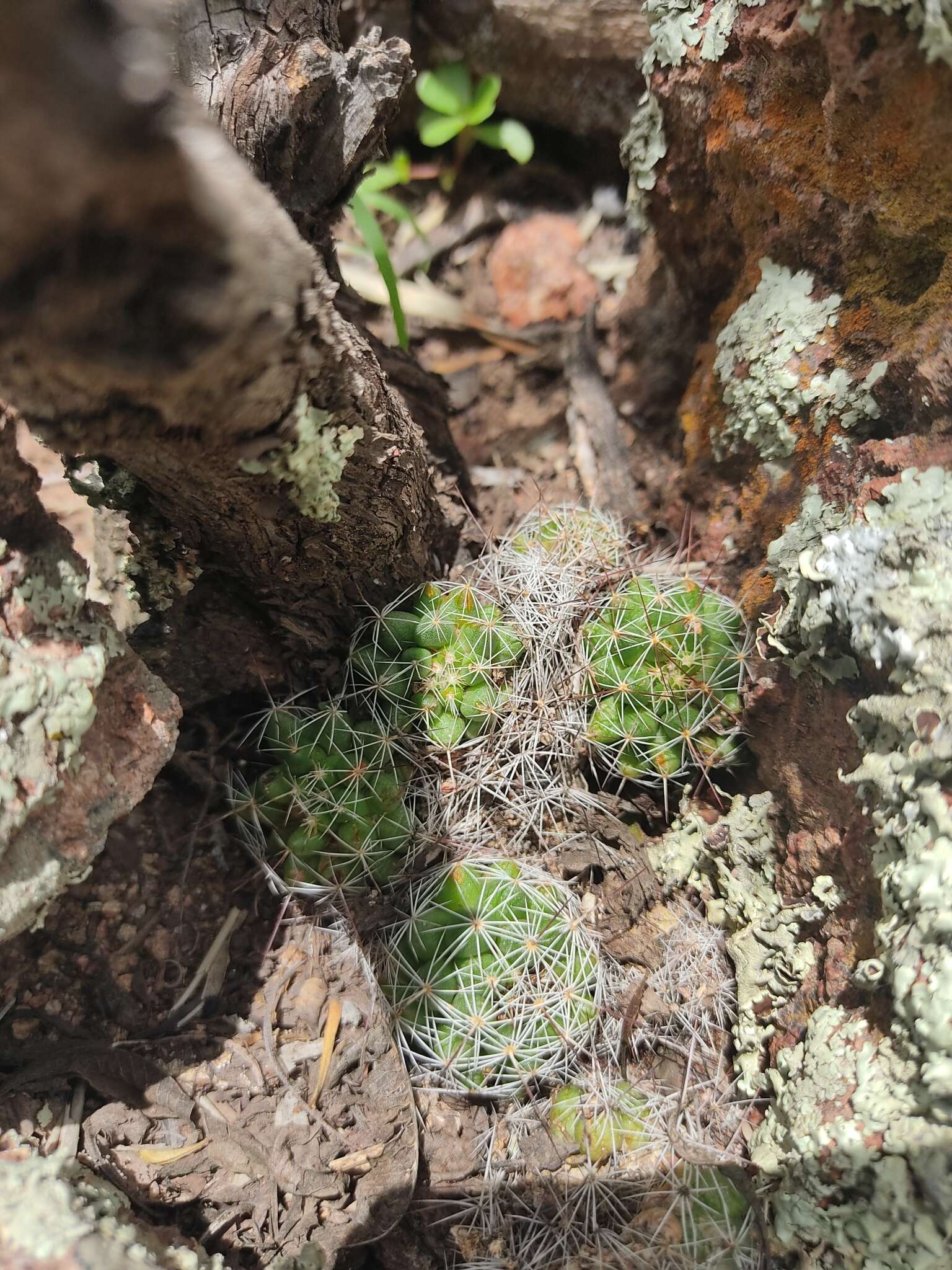 Image de Mammillaria decipiens Scheidw.