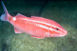 Image of Whitesaddle goatfish