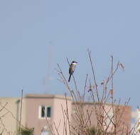 Image of Ryukyu Minivet