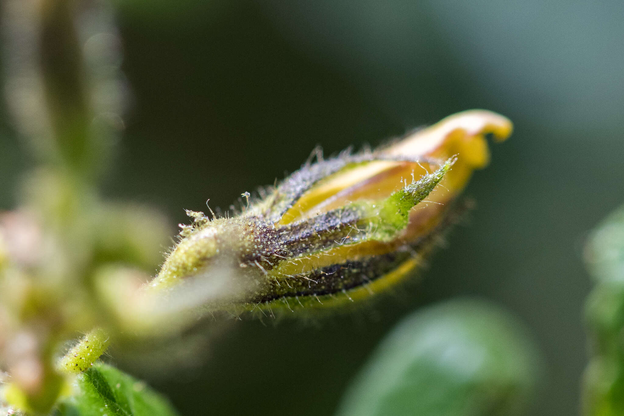 Image of Fagelia bituminosa (L.) DC.