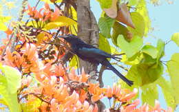 Image of Hair-crested Drongo