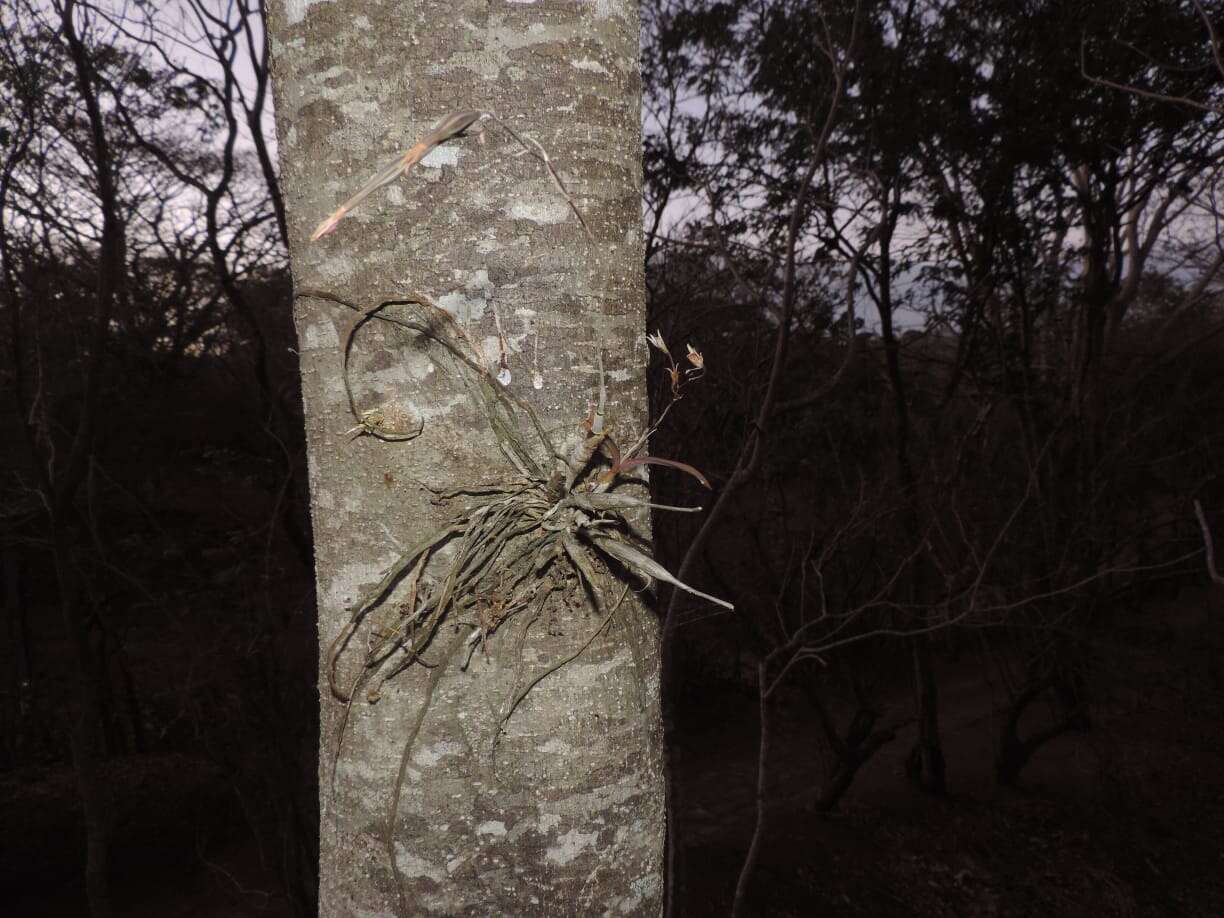 Image of Barkeria obovata (C. Presl) Christenson