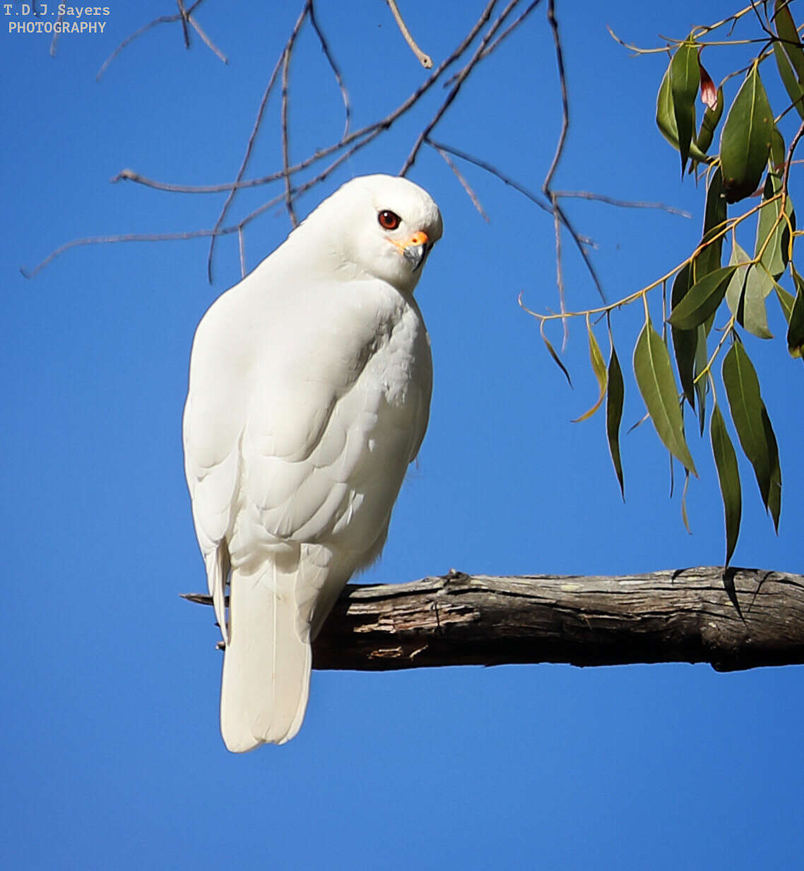 Image de Autour blanc