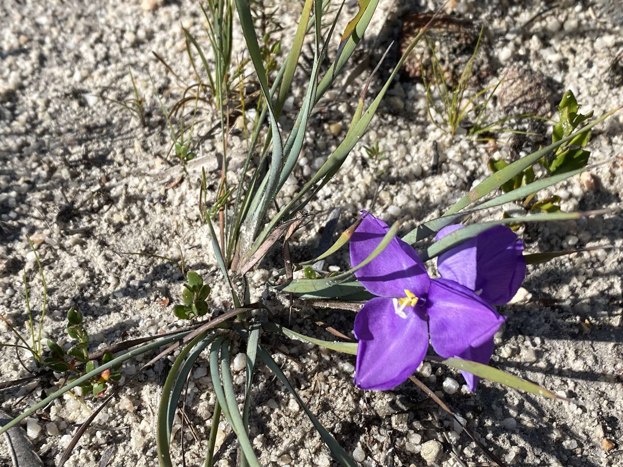 Image of Patersonia sericea var. longifolia (R. Br.) C. Moore & Betche