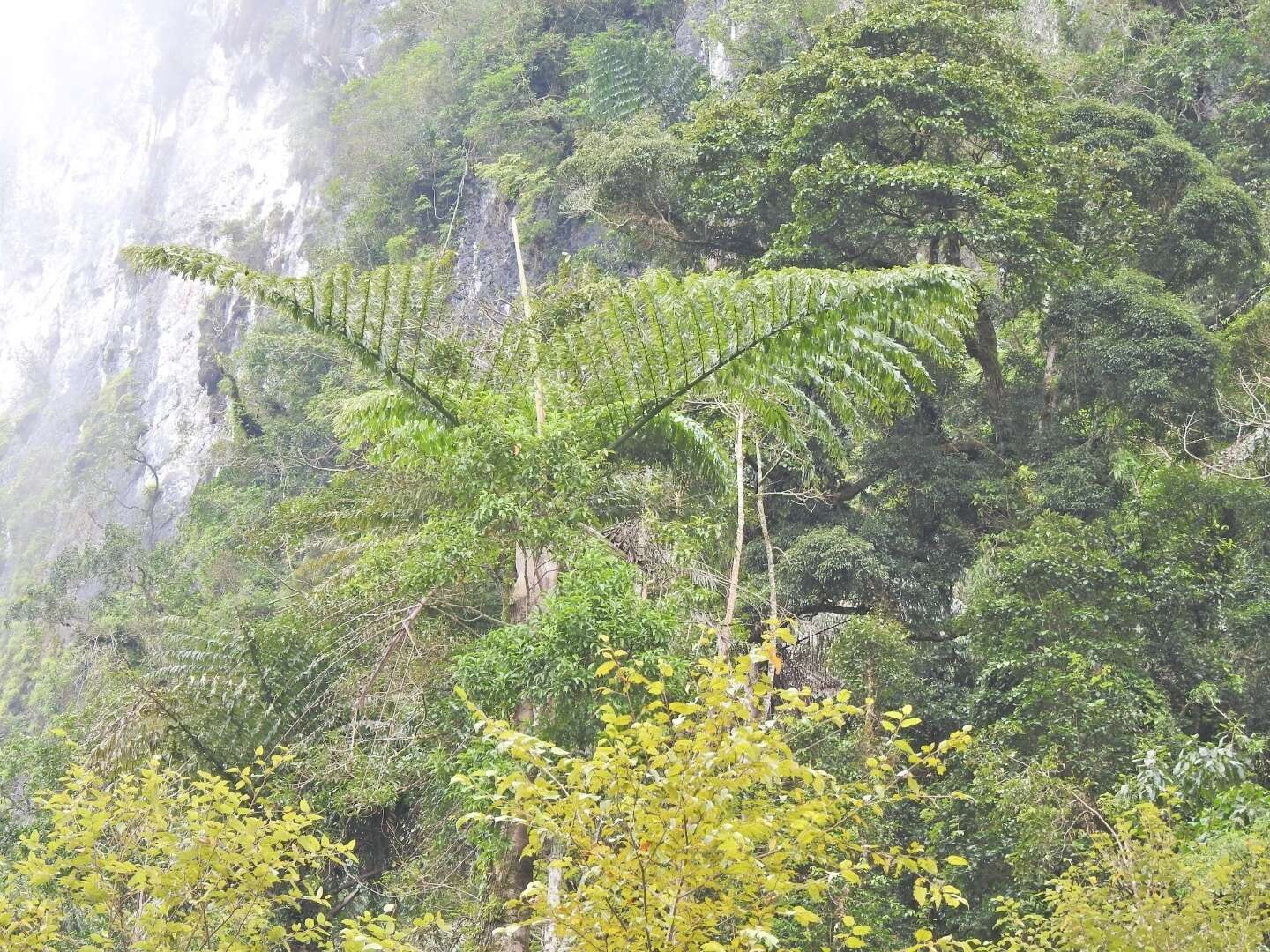 Caryota obtusa Griff. resmi