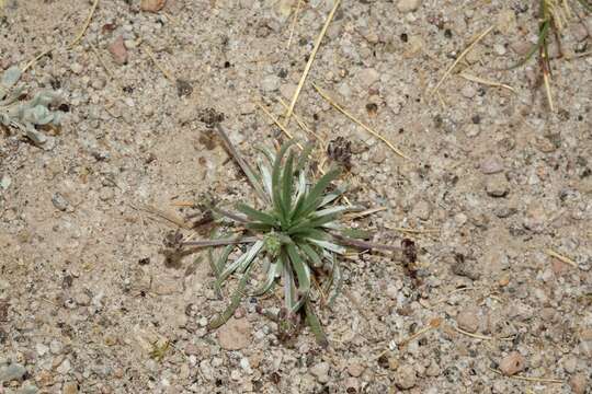 Image of Plantago sericea Ruiz & Pav.