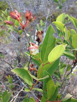 Image of piedmont staggerbush