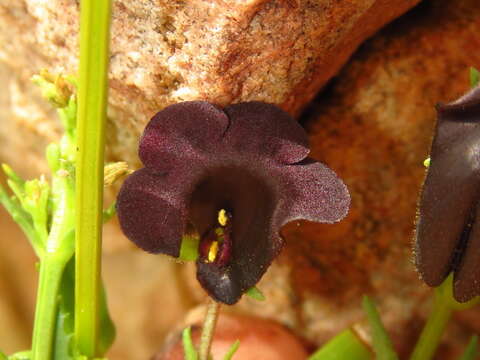 صورة Nemesia bodkinii Bolus