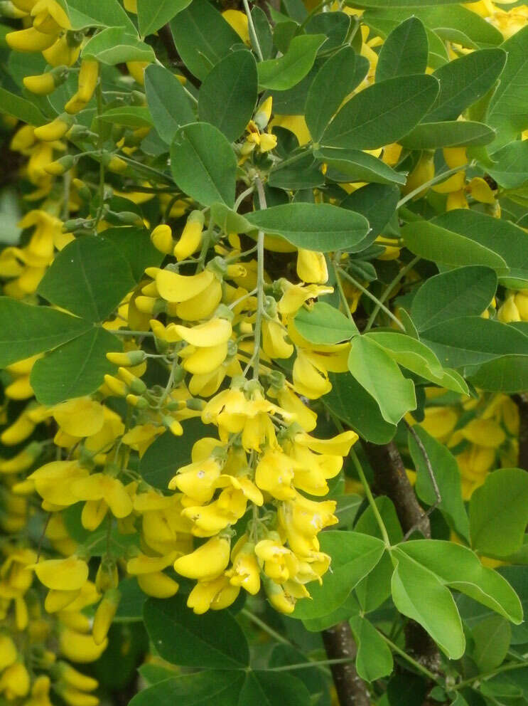 Image of Common Laburnum