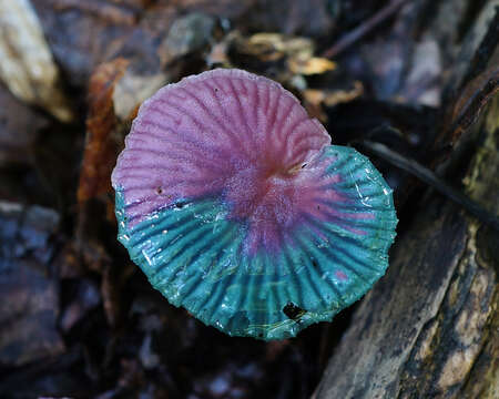 Imagem de Gymnopus iocephalus (Berk. & M. A. Curtis) Halling 1997