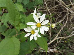 Image of Montanoa atriplicifolia (Pers.) Sch. Bip.